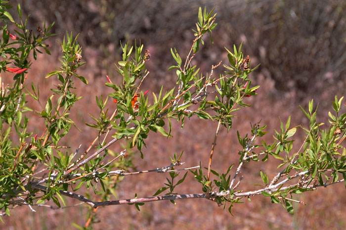 Anisacanthus thurberi, Thurber’s Desert Honeysuckle